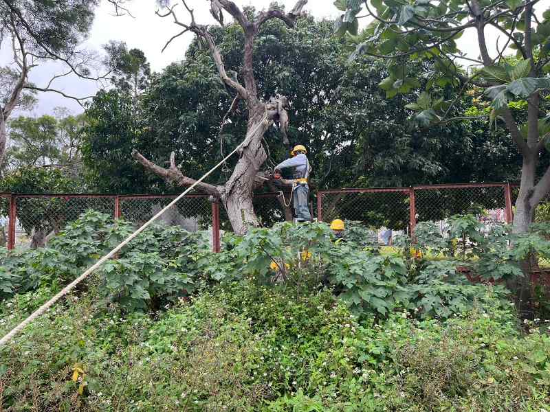 敦親睦鄰-貴子路19號天主堂沙爾德聖保祿修女會院內枯樹鋸除