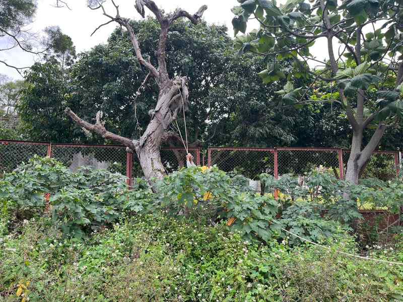 敦親睦鄰-貴子路19號天主堂沙爾德聖保祿修女會院內枯樹鋸除