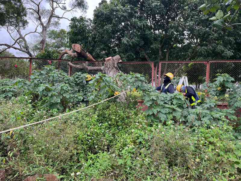 敦親睦鄰-貴子路19號天主堂沙爾德聖保祿修女會院內枯樹鋸除